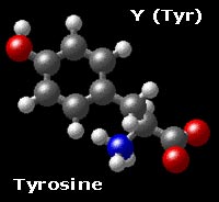 Molecular Structure of Tyrosine HO-p-Ph-CH2-CH(NH3)-COO
