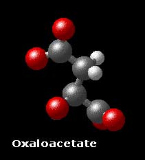 Molecular Structure of oxaloacetate COO-­CH2­CO­COO-