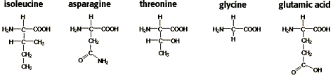 Chemical Structures of Isoleucine (C6H13NO2), asparagine (C4H8N2O3 ), threonine (C4H9NO3), glycine (C2H5NO2 ), glutamic acid (C5H9NO4 )