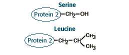 Protein 2= serine C3H7NO3 and protein 2= leucine C6H13NO2 