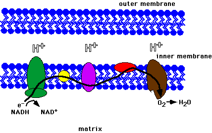 mitochondrial intermembrane space