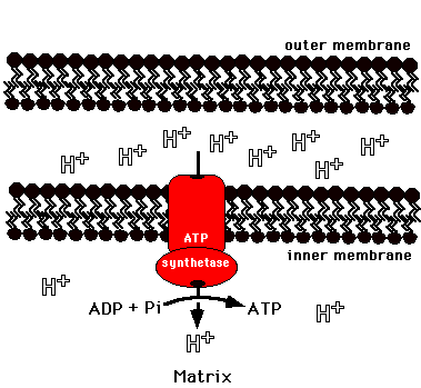 Mitochondrial Atp Synthase