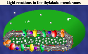Light Reaction Thylakoid