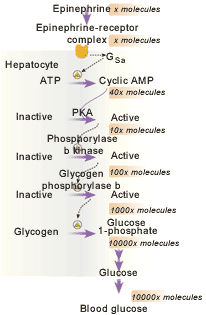Protein Kinase Cascade