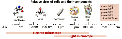 Illustration of the relative sizes of cells and their components