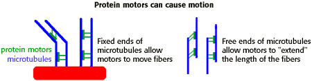 Protein motors can cause motion