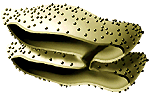 What Organelle In The Cell Is Responsible For Synthesizing Proteins