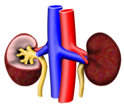 kidney diagram