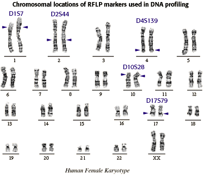 Karyotyping activity questions - GuyAlonso's blog