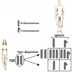 xxy chromosome female