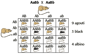 Biology Dihybrid Crosses