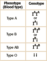 Blood Type Phenotype