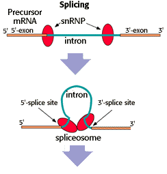 pre mrna splicing