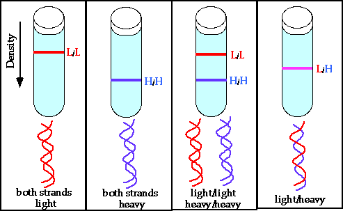 Nucleic Acids and the Genetic Material Problem Set