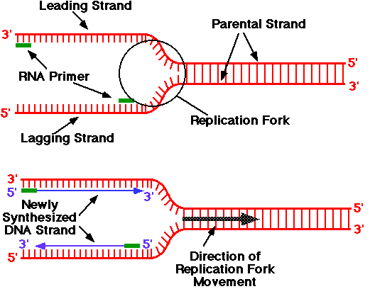 dna ligase and okazaki fragments