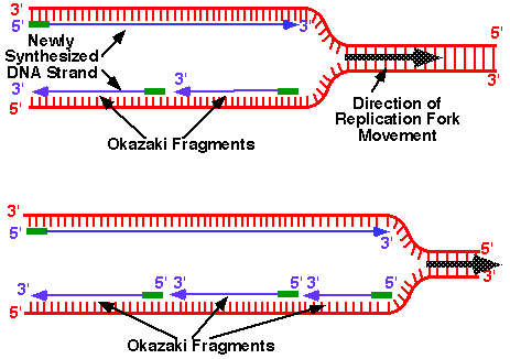 Replication Fork