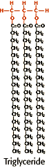 Structural formula of a triglyceride 