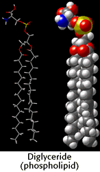 Molecular formula of a diglyceride (phospholipid)