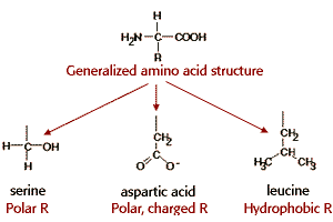 Structural formula of a generalized amino acid including an amino group, carboxyl group, and variable side chain designated as the R-group. (Polar R, Polar/charged R and a Hydrophobic R) 