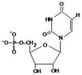 Structural formula that includes a pentose sugar,  ribose,  a phosphate group, and a nitrogenous base. 