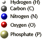 legend: Hydrogen (H), Carbon (C), Nitrogen (N), Oxygen (O), Phosphate (P)