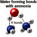 Water forming bonds with ammonia