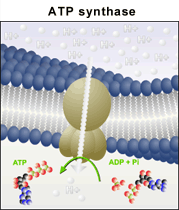 ATP synthase through cell membrane