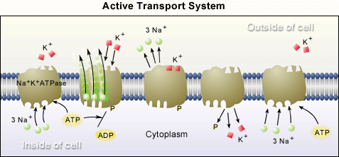 Active transport illustrated