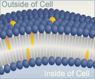 Phospholipid bilayer