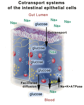 Cotransport systems of the intestinal epithelial cells