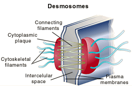 Desmosomes