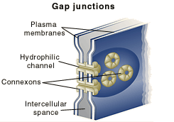 Gap junctions