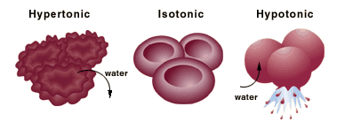 Hypoertonic, Isotonic, Hypotonic Animal cells