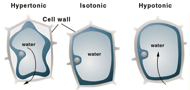 Hypoertonic, Isotonic, Hypotonic plant cells