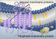 Integral and peripheral proteins of  membranes