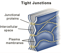 Tight Junctions