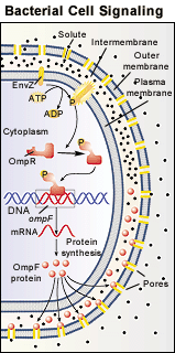 Bacterial Cell Signaling