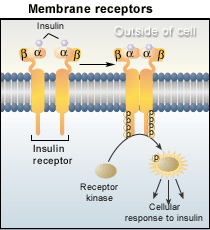 Membrane receptors