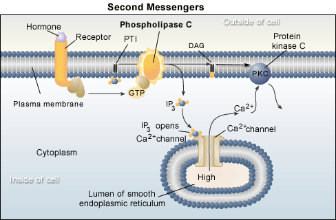 Second Messengers