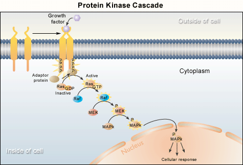 Protein Kinase Cascade