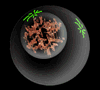 Prophase