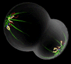 Telophase