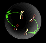 Anaphase I