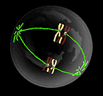 Metaphase I