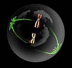 Prometaphase I