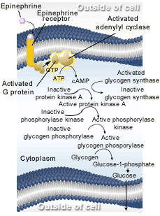 Cascade of enzyme activations and inhibitions