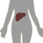 liver