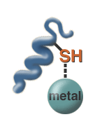 protein bonded with metal