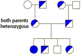 pedigree chart
